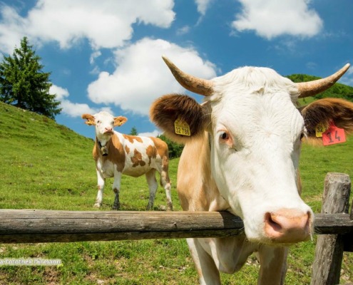 Oberauer-Hof - Familie Genghammer