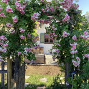 Rosenbogen am Lohei-Bauerngarten