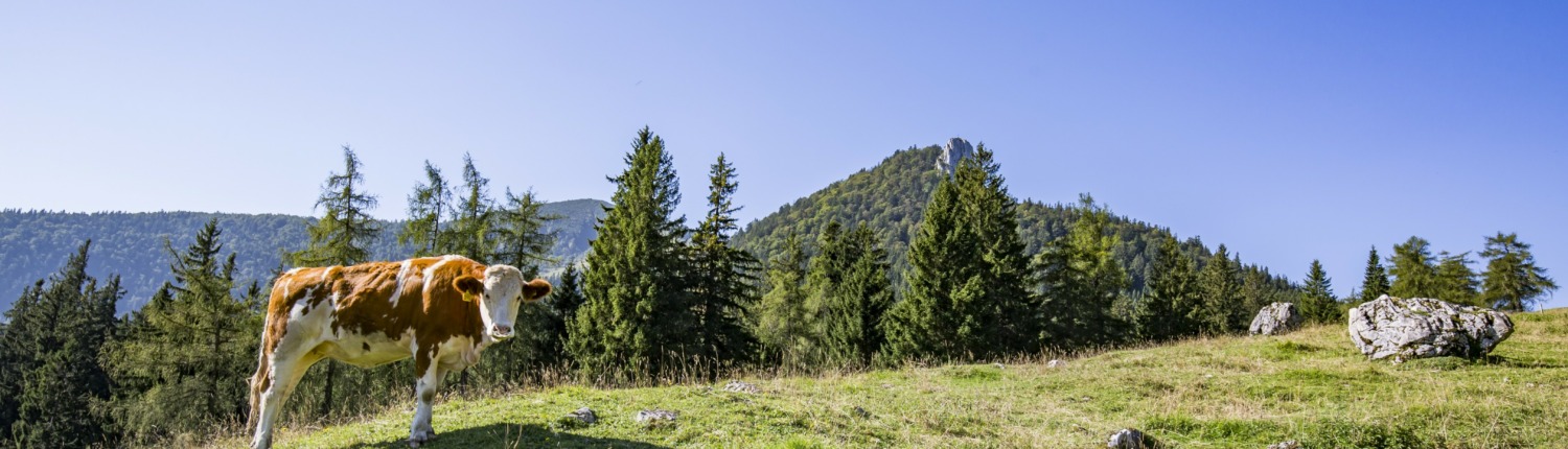 Bergwalderlebnisweg Staffen with Hochplattenbahn cable car