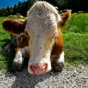 Kuh auf der Alm
