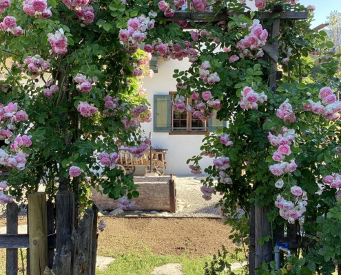 Rosenbogen am Lohei-Bauerngarten