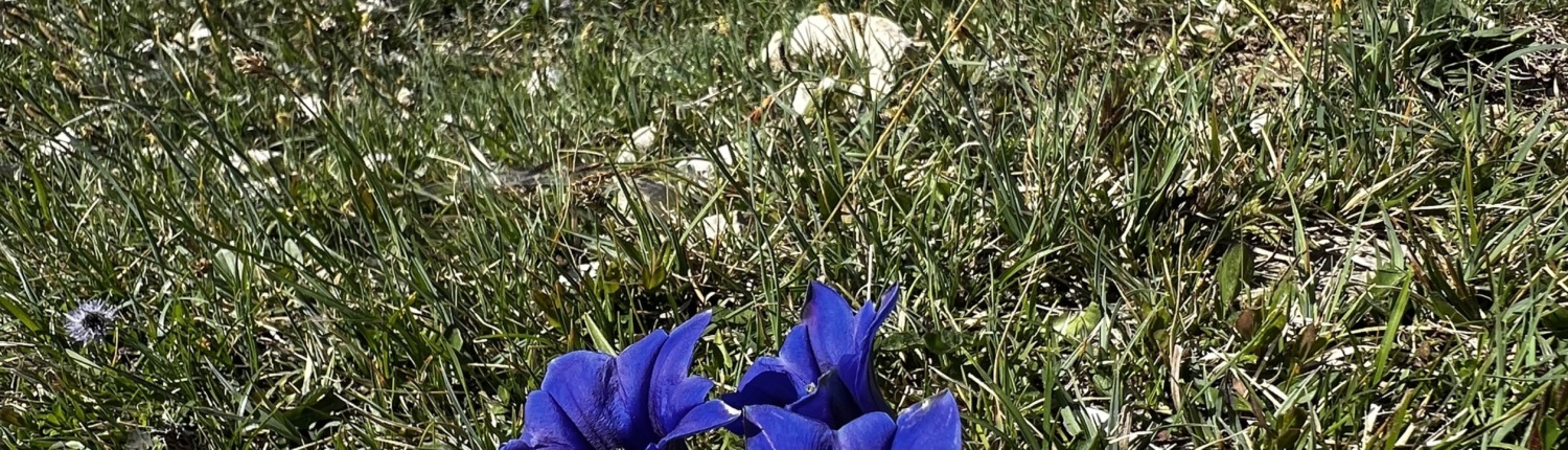 Alpine pasture hike to Oberauerbrunst-Alm with Brunst-Spitz