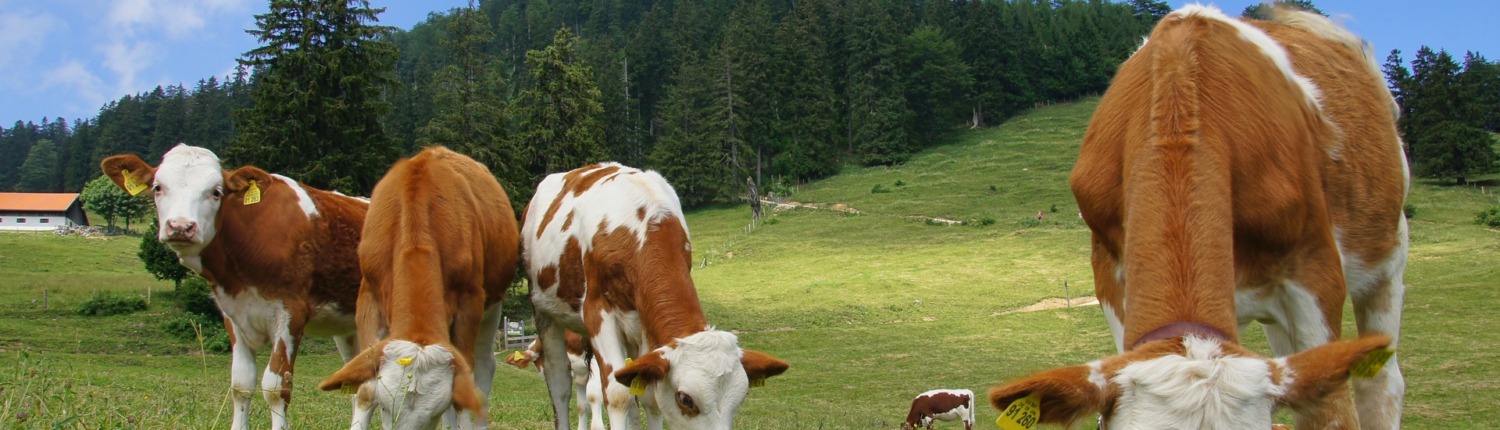 Circular tour Grassauer Almen