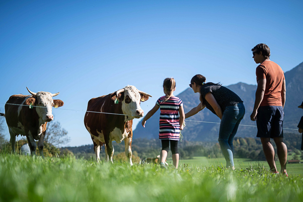 Sommer im Achental, Kühe auf der Weide