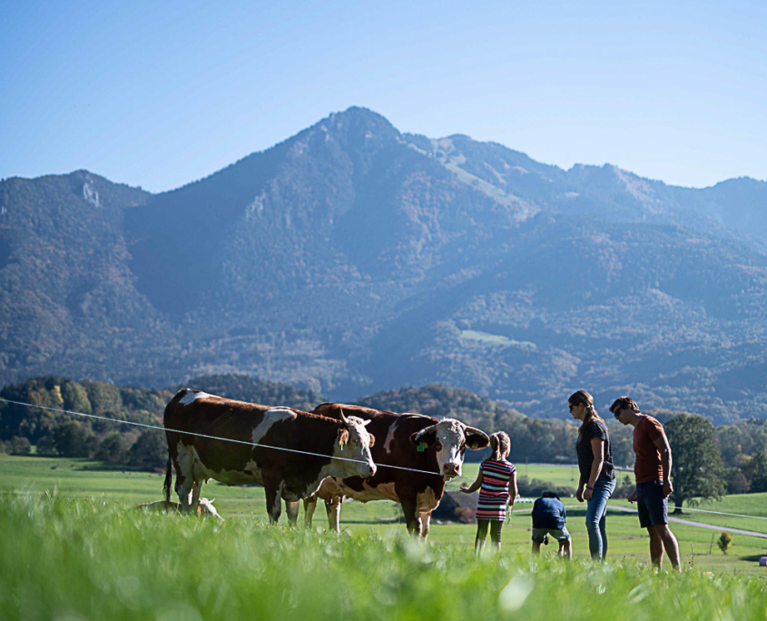 Sommer im Achental, Kühe auf der Weide