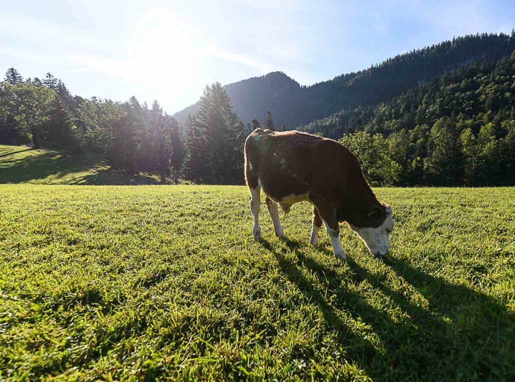 Sommer im Achental, Kühe auf der Weide