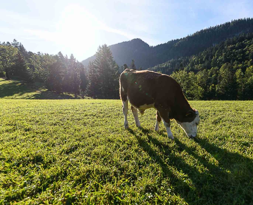 Sommer im Achental, Kühe auf der Weide