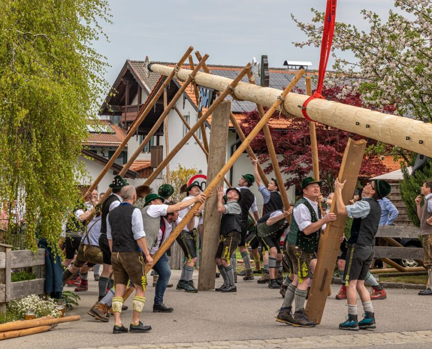 Maibaum aufstellen
