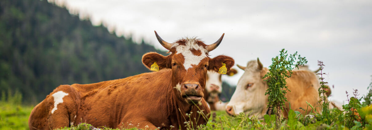 Kühe auf der Alm, Achental im Sommer, Almsommer