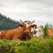 Kühe auf der Alm, Achental im Sommer, Almsommer