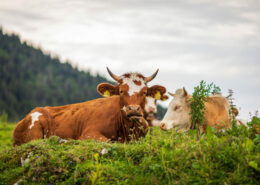 Kühe auf der Alm, Achental im Sommer, Almsommer