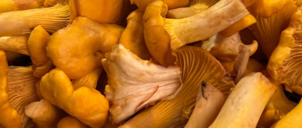 Rahmschwammerl: Ein Rezept für Schwammerl Pfifferlinge