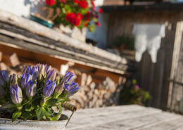 Blumen auf der Alm