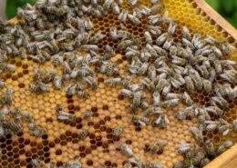 bienen-honig-achental-chiemgau-5