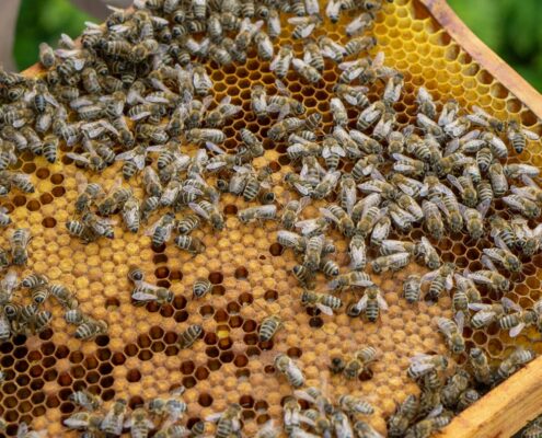 bienen-honig-achental-chiemgau-5