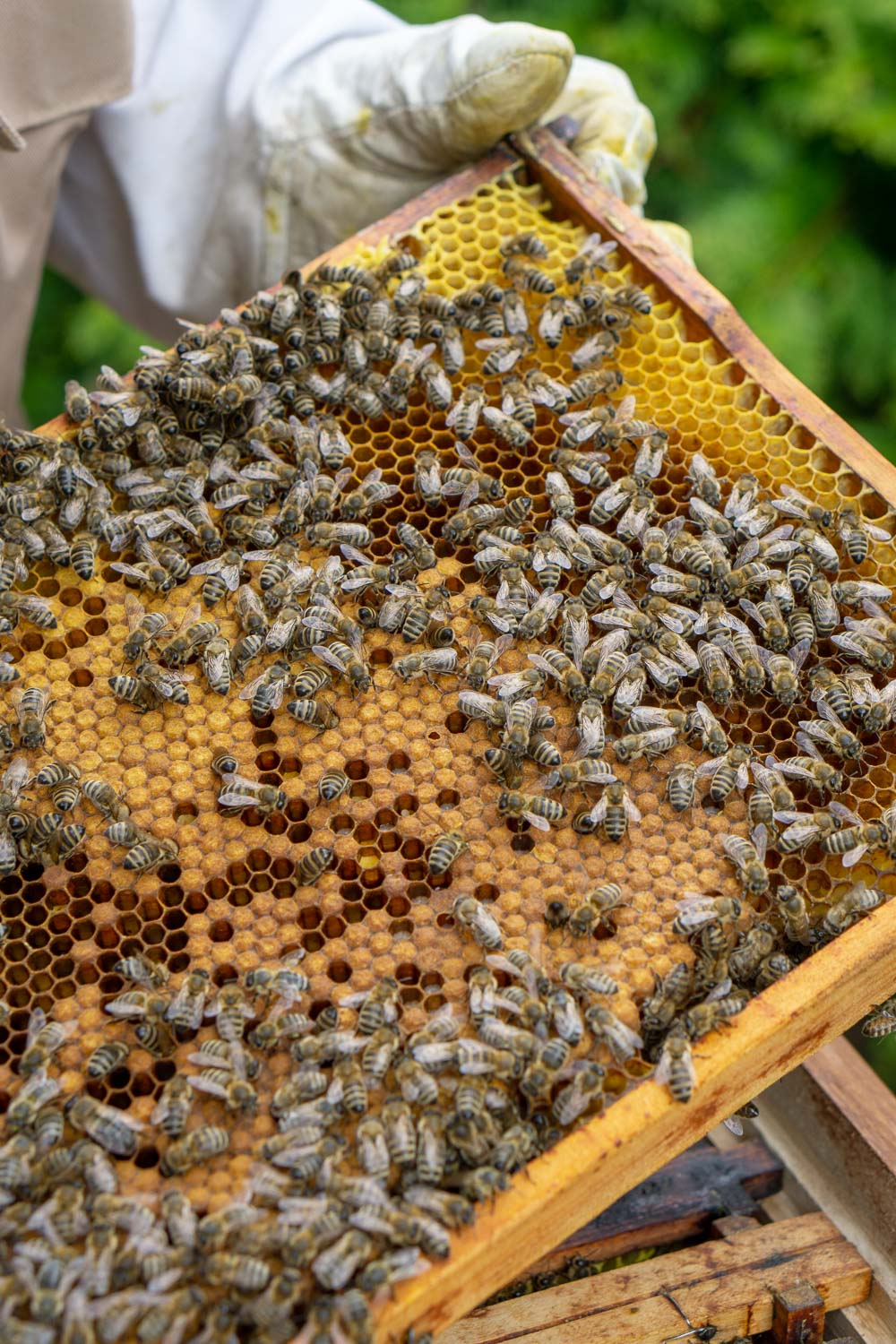 bienen-honig-achental-chiemgau-5