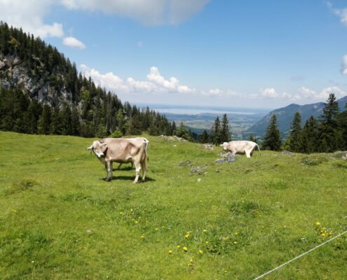 Blick zum Chiemsee