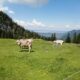 Blick zum Chiemsee