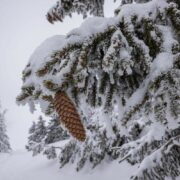 Winterliche Natur in den Chiemgauer Alpen