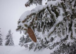 Winterliche Natur in den Chiemgauer Alpen