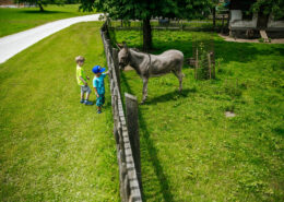 Kinder beim Streicheln von einem Esel