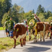 Almabtrieb im Achental