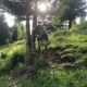 Beim Posthalter Kuh Sonne