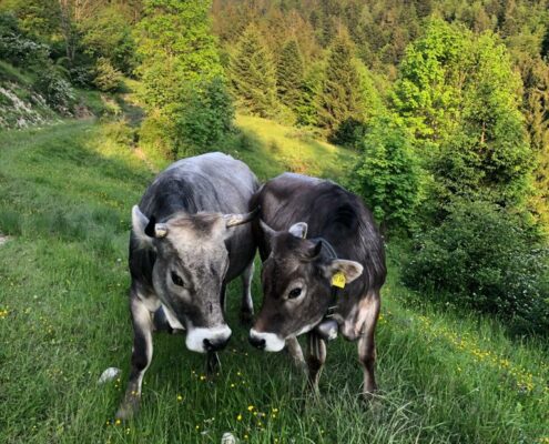 Beim Posthalter Firmenlogo