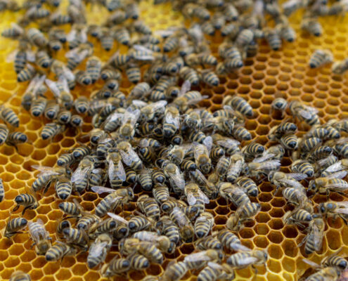 Loidl Hausladl Innen