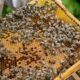 bienen-honig-achental-chiemgau-5