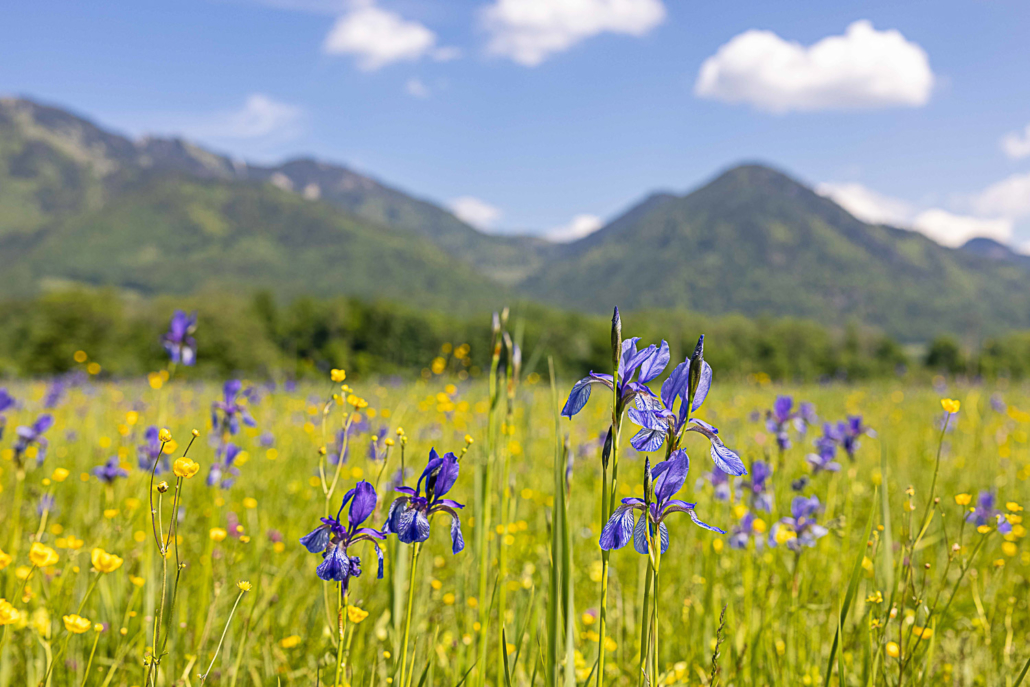 Achental Wiesenblumen Sommer