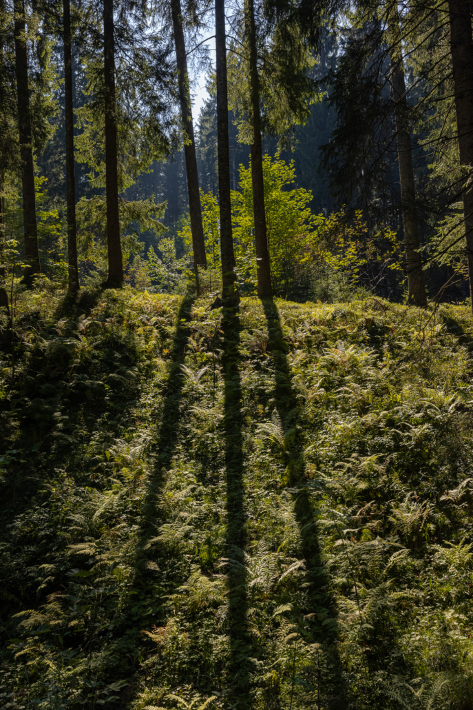 Wald im Achental, Sommer