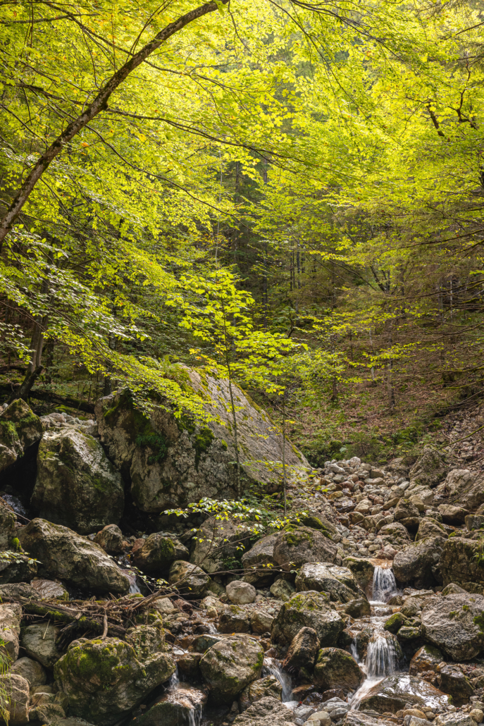 Wald im Achental, Sommer