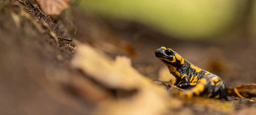 Feuersalamander, Regen im Achental