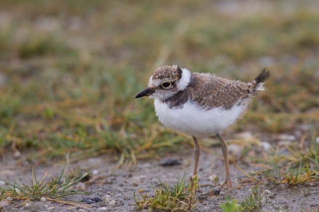 Kiesbrüter im Achental, Tiroler Ache