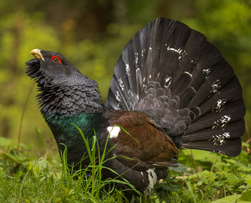 Auerhuhn im Achental