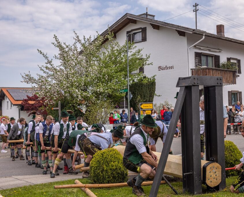 Maibaum aufstellen