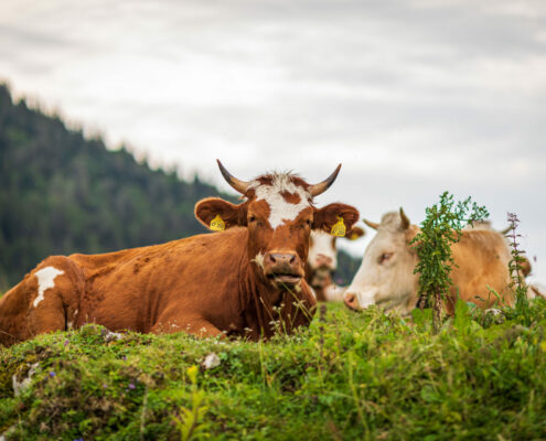 Kühe auf der Alm, Achental im Sommer, Almsommer