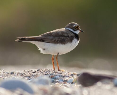 Flussregenpfeifer, Kiesbrüter an der Tiroler Ache