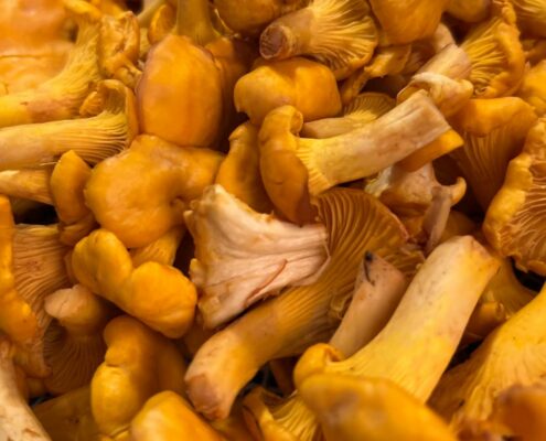 Rahmschwammerl: Ein Rezept für Schwammerl Pfifferlinge