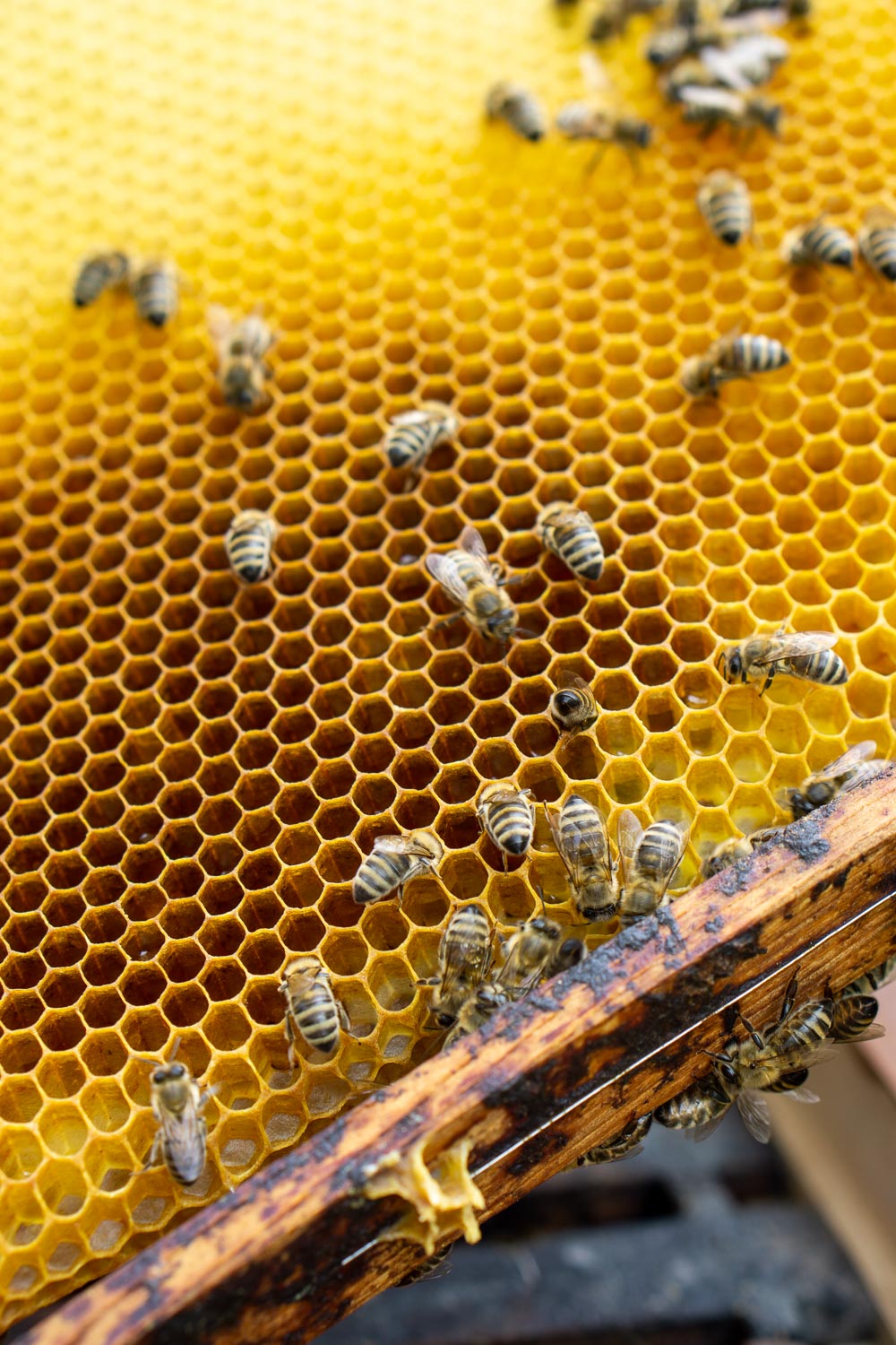 bienen-honig-achental-chiemgau-1 bienen-honig-achental-chiemgau-1