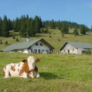 Hofbauern-Alm