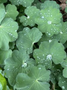 Regentropfen auf Blättern des Frauenmantel