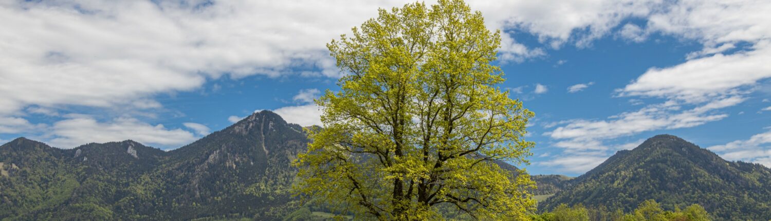 Kaiserblick