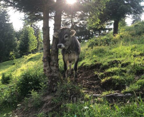 Beim Posthalter Kuh Sonne