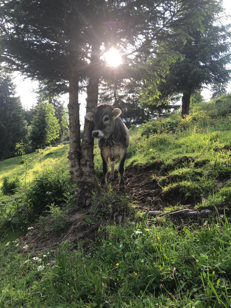 Beim Posthalter Kuh Sonne Beim Posthalter Kuh Sonne