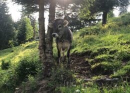 Beim Posthalter Kuh Sonne